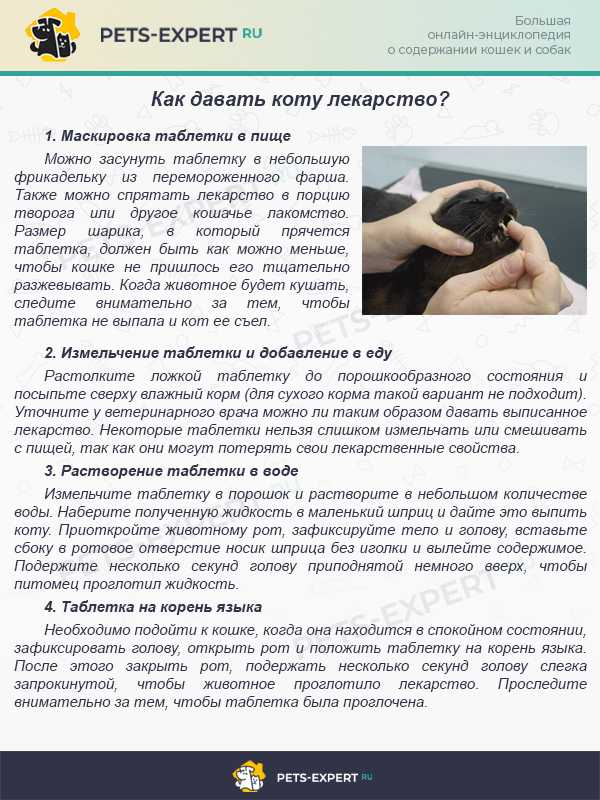 Для вас – подробная инструкция, как дать коту таблетку