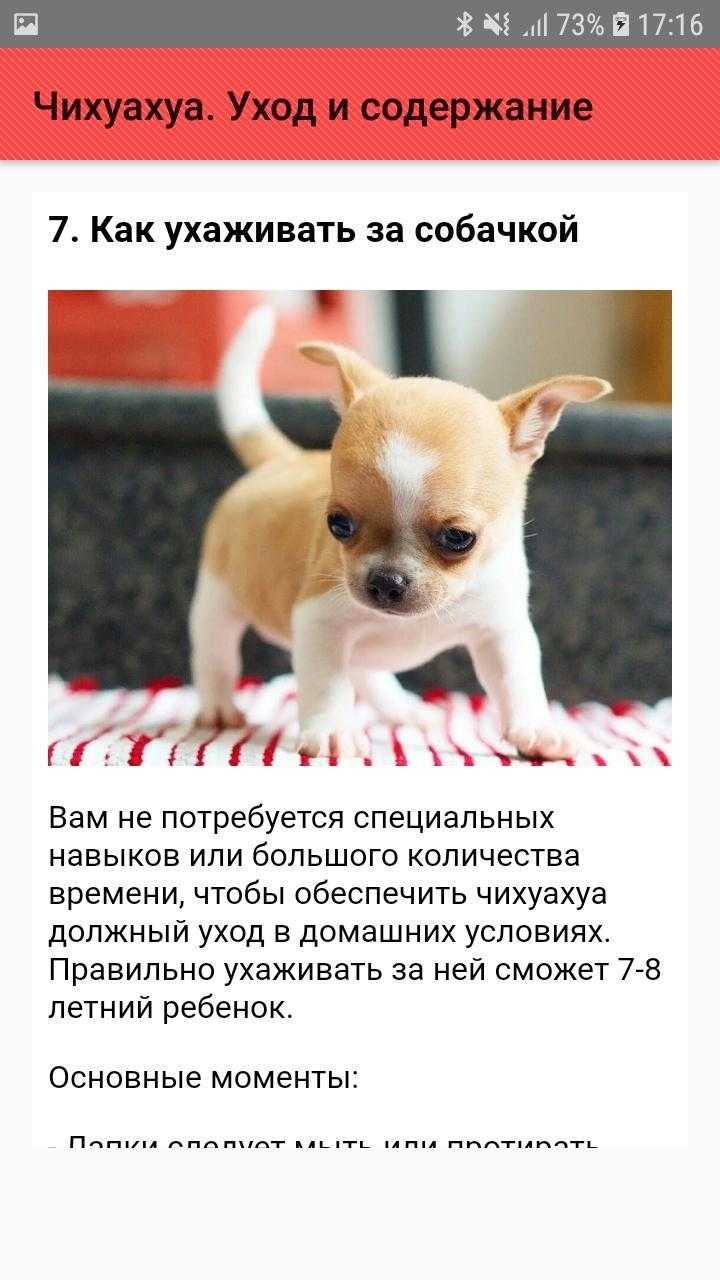Чихуахуа в доме - все об уходе за этой собакой | блог ветклиники "беланта"