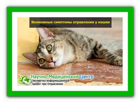 Кошку или кота рвёт: виды рвоты (сухим кормом, жёлтой жидкостью, белой пеной и другие), причины, лечение в домашних условиях
