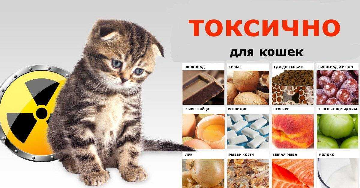 Можно ли кошкам сладкое или вкусовые пристрастия четвероногих