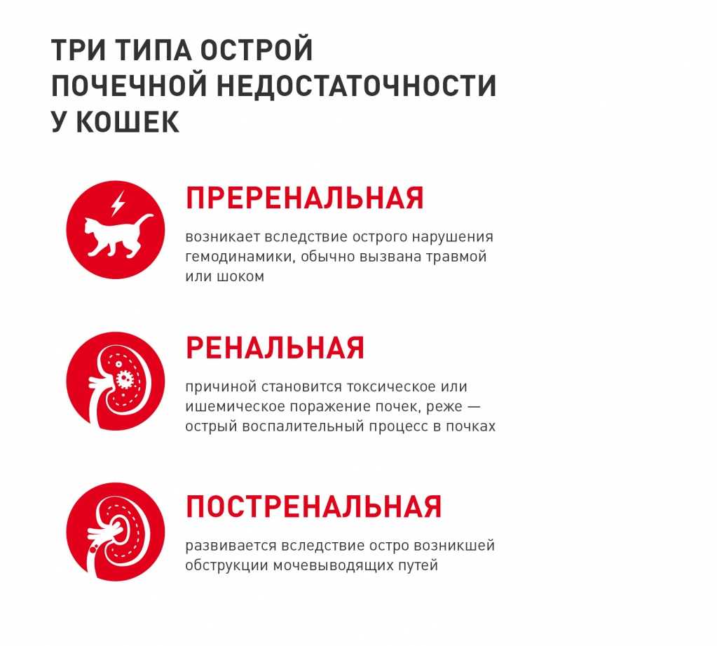 Хпн у кошек — почечная недостаточность у котов: симптомы, лечение