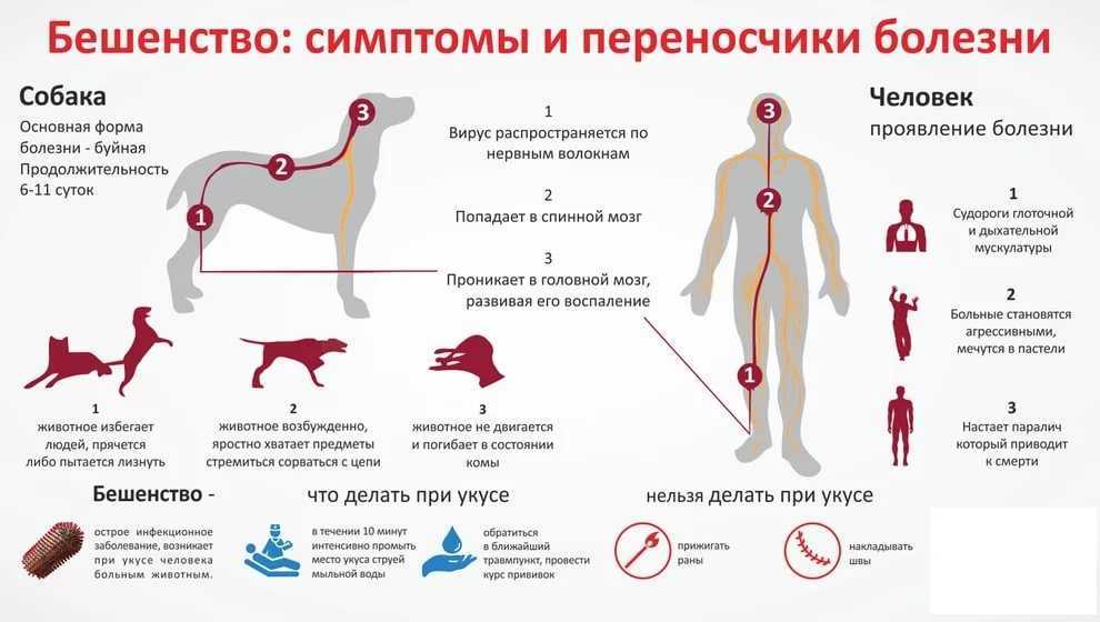 Бешенство у кошек: симптомы, пути заражения, диагностика, лечение, профилактика