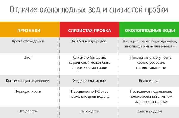 Что делать если у кошки отошли воды и через какое время она родит