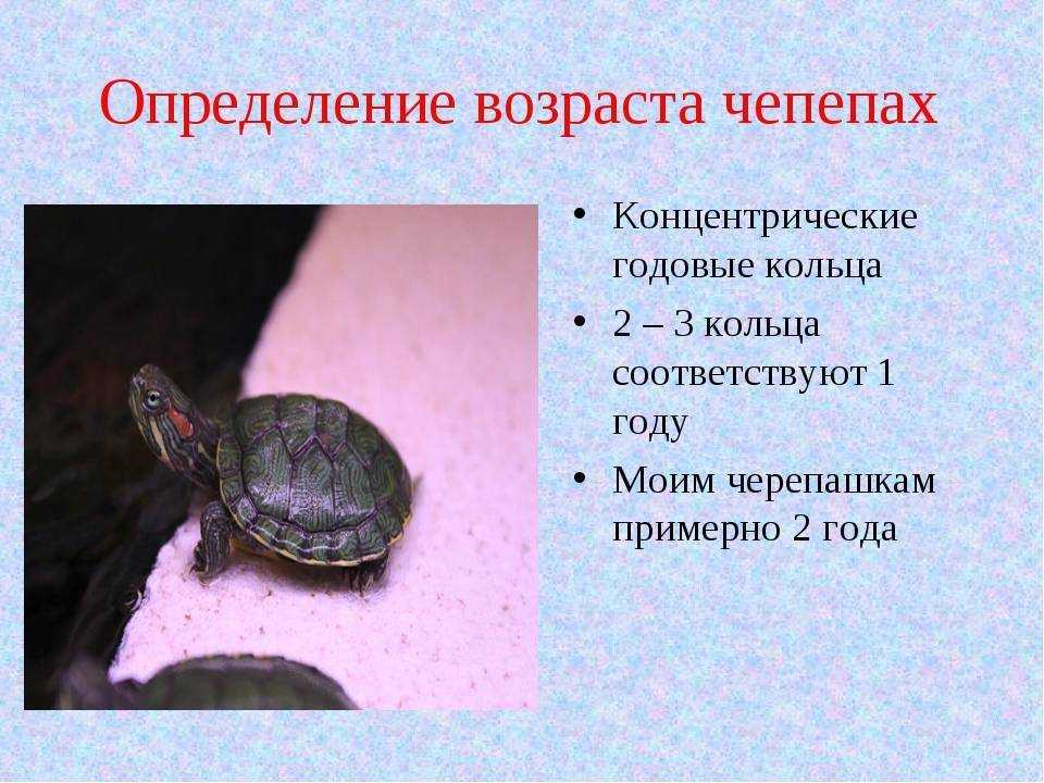 Как определить пол у красноухих черепах