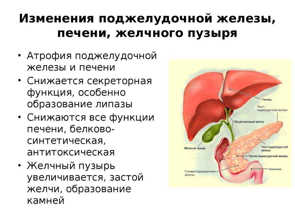 Холецистит у кошек: симптомы и лечение заболеваний желчного пузыря у котов_ | wwwcat.ru