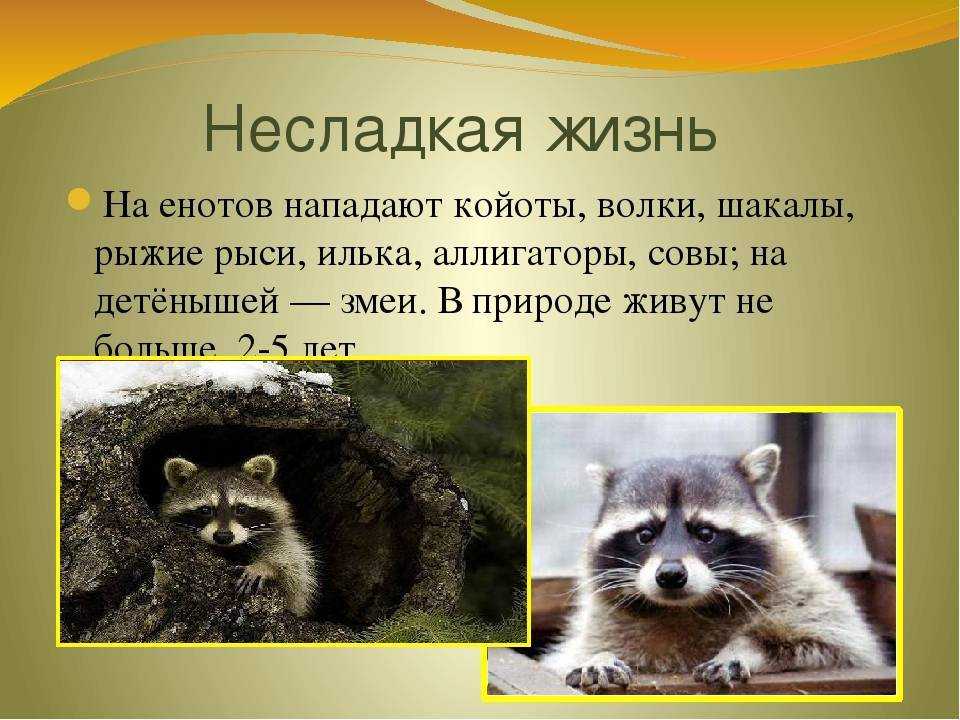 Енот, как домашнее животное | описание, характер, уход, дрессировка
