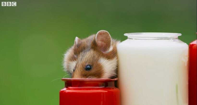 Воспаление защечного мешка? | hamster.ru