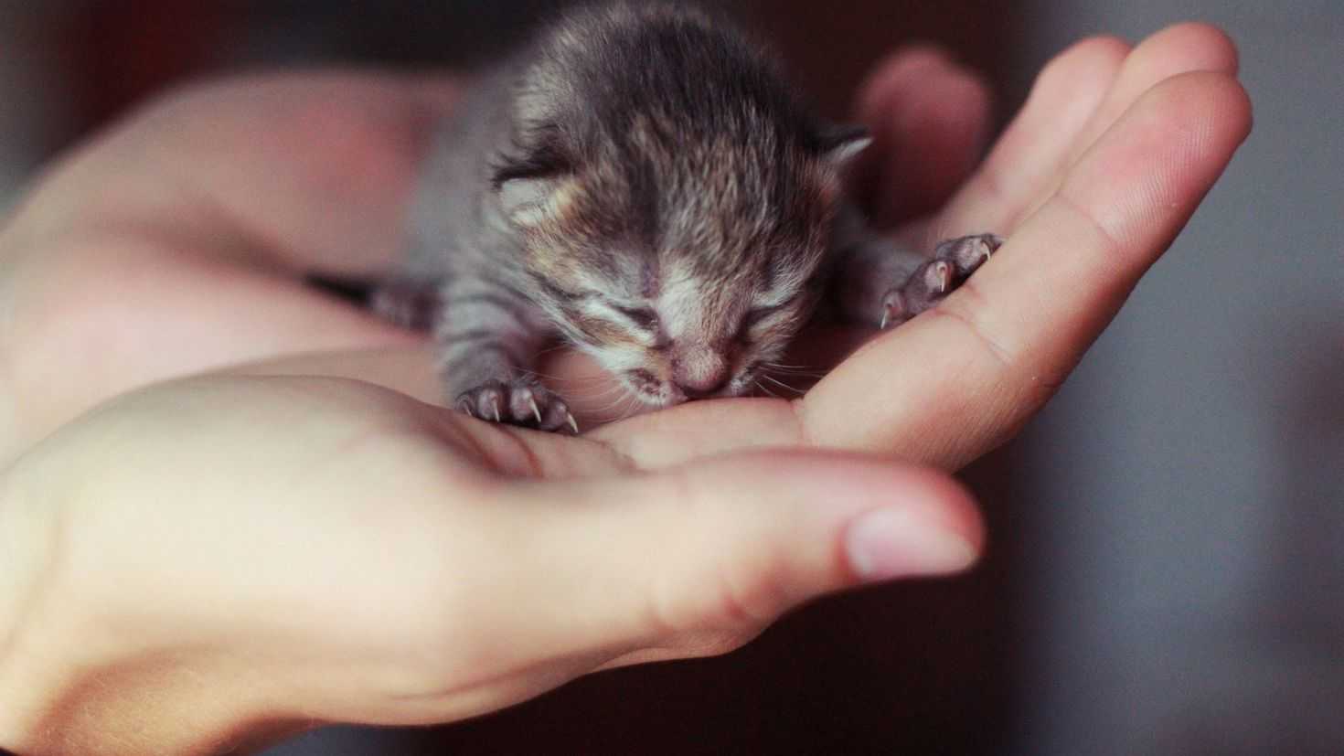 Как отнимать котят от кошки.