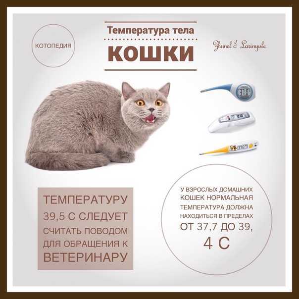 Температура тела у кошек и котов | какая, как изменить