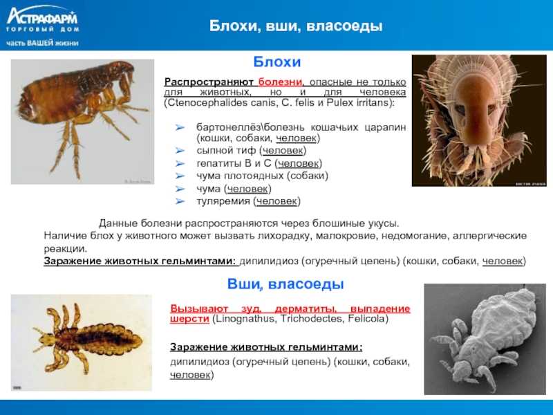 Блохи у собак: причины и признаки появления, методы лечения