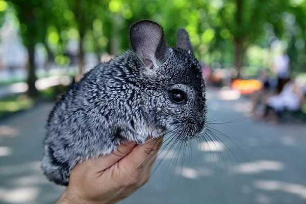 ᐉ поведение и характер шиншилл в домашних условиях - zoopalitra-spb.ru
