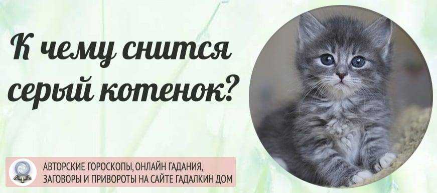 К чему снится маленькие котята во сне: белые, черные, рыжие