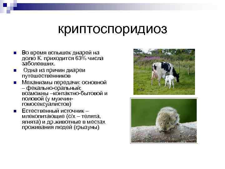 Диагностика криптоспоридиоза и лечение криптоспоридиоза
диагностика криптоспоридиоза и лечение криптоспоридиоза