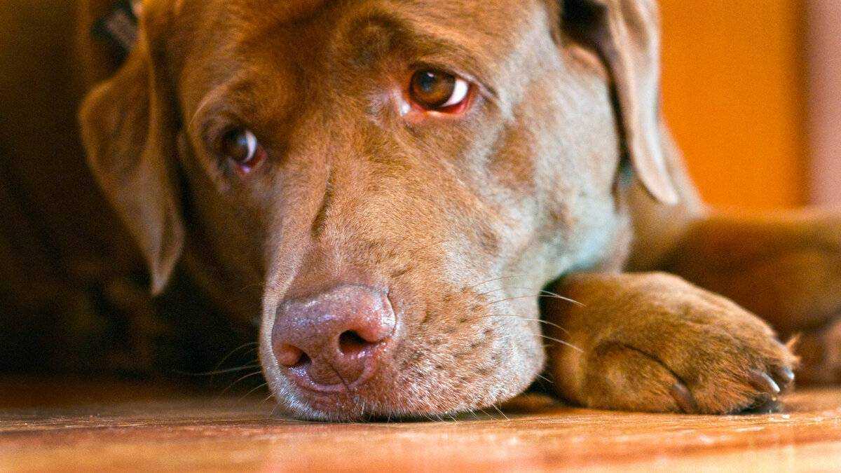 Собачьи слезы: могут ли собаки плакать?