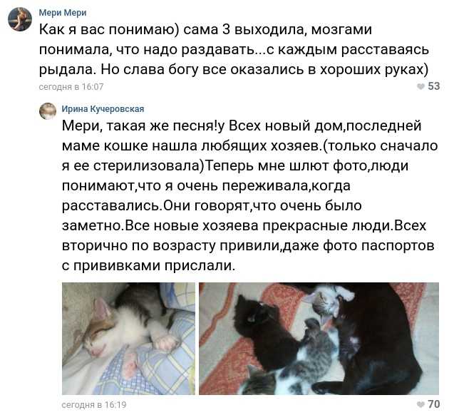 Симптомы и лечение стресса у кошек: как успокоить кота после переезда или посещения ветеринара?