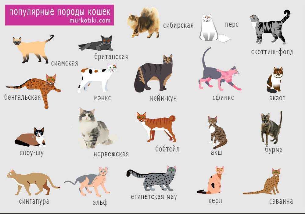 Топ-10 пород кошек – бобтейлы и мэнксы – как отличить одного кота от другого.