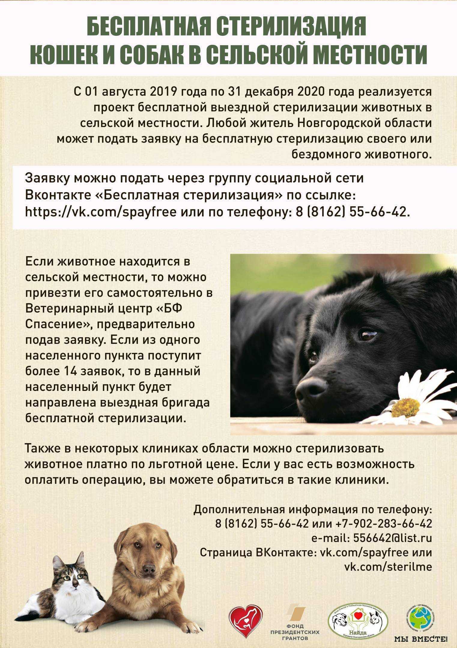 Течка у стерилизованной собаки – симптомы и причины