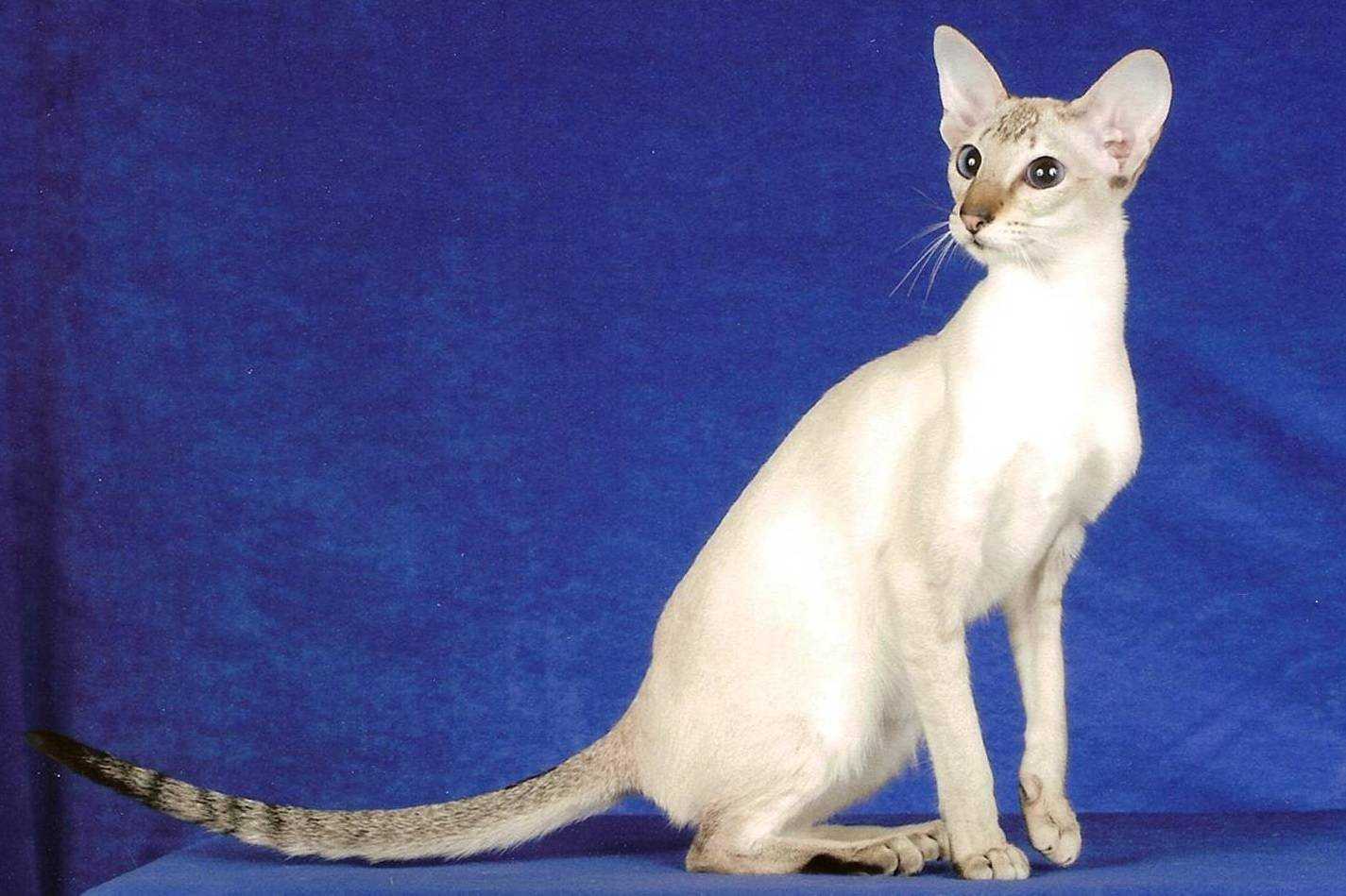 Сейшельская кошка