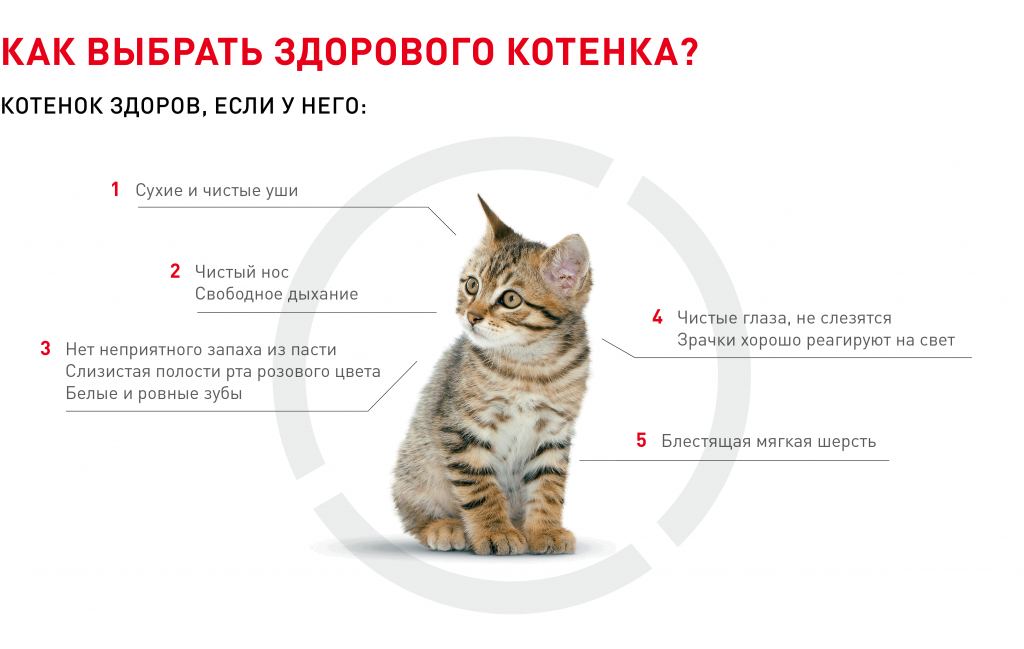 Как ухаживать за котенком без мамы: инструкция, что делать для котенка в домашних условиях