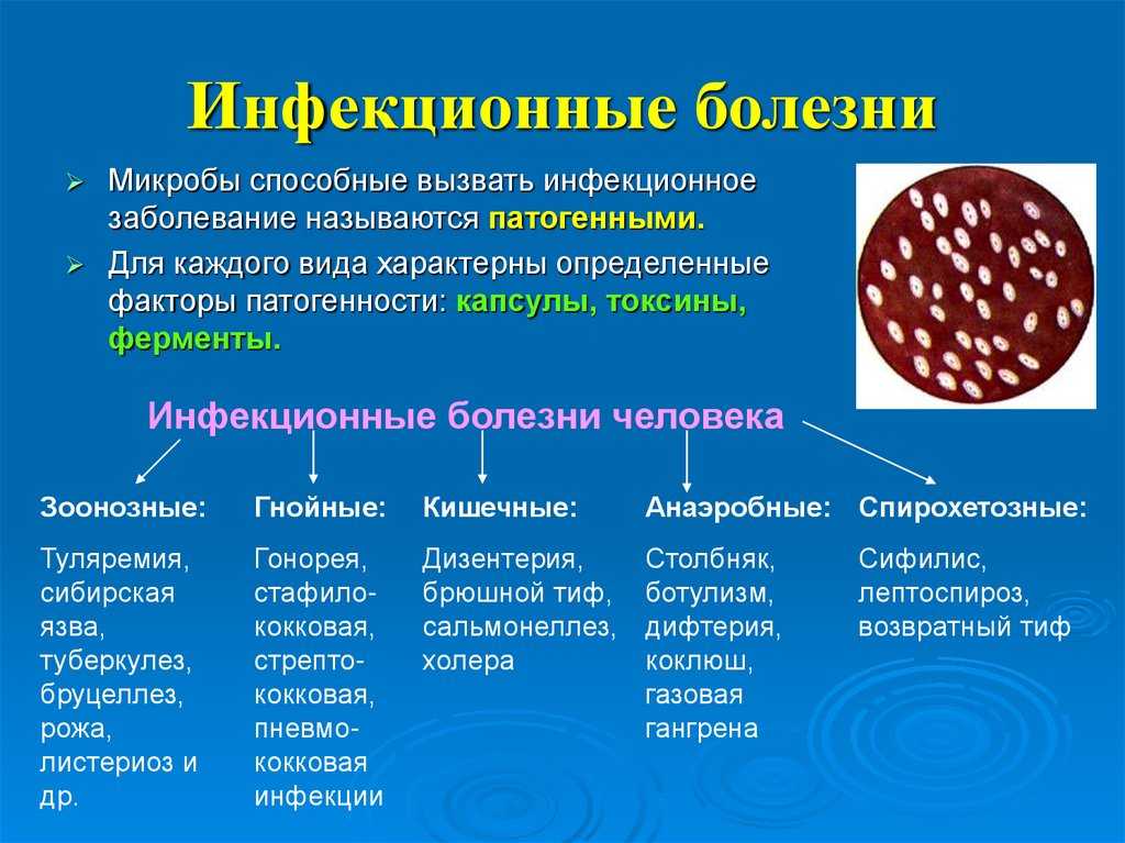 Опасность укуса кошки