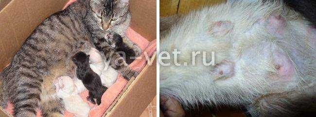 5 причин почему у кошки нет молока после родов