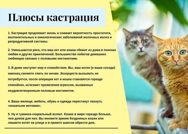 Шов после стерилизации кошки, как ухаживать?