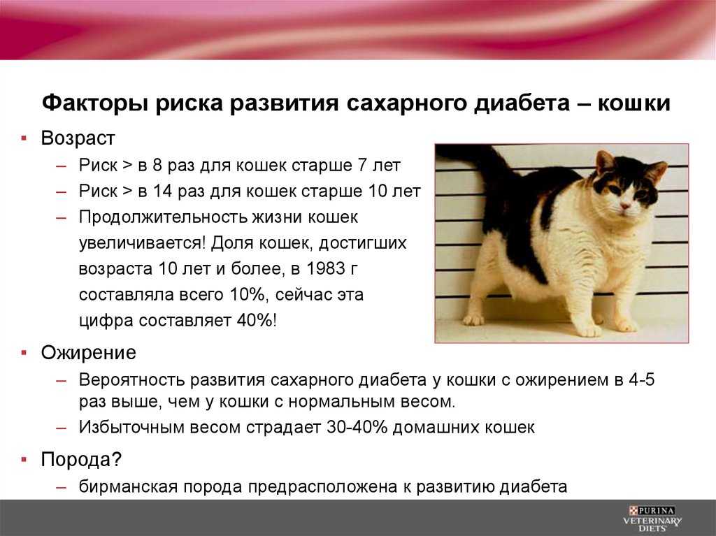 Глюкоза у кошек: норма, повышенные и пониженные показатели, причины, симптомы