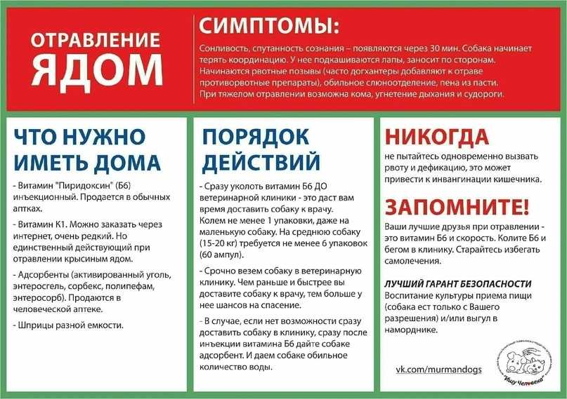 Признаки отравления у собаки — что делать в первую очередь