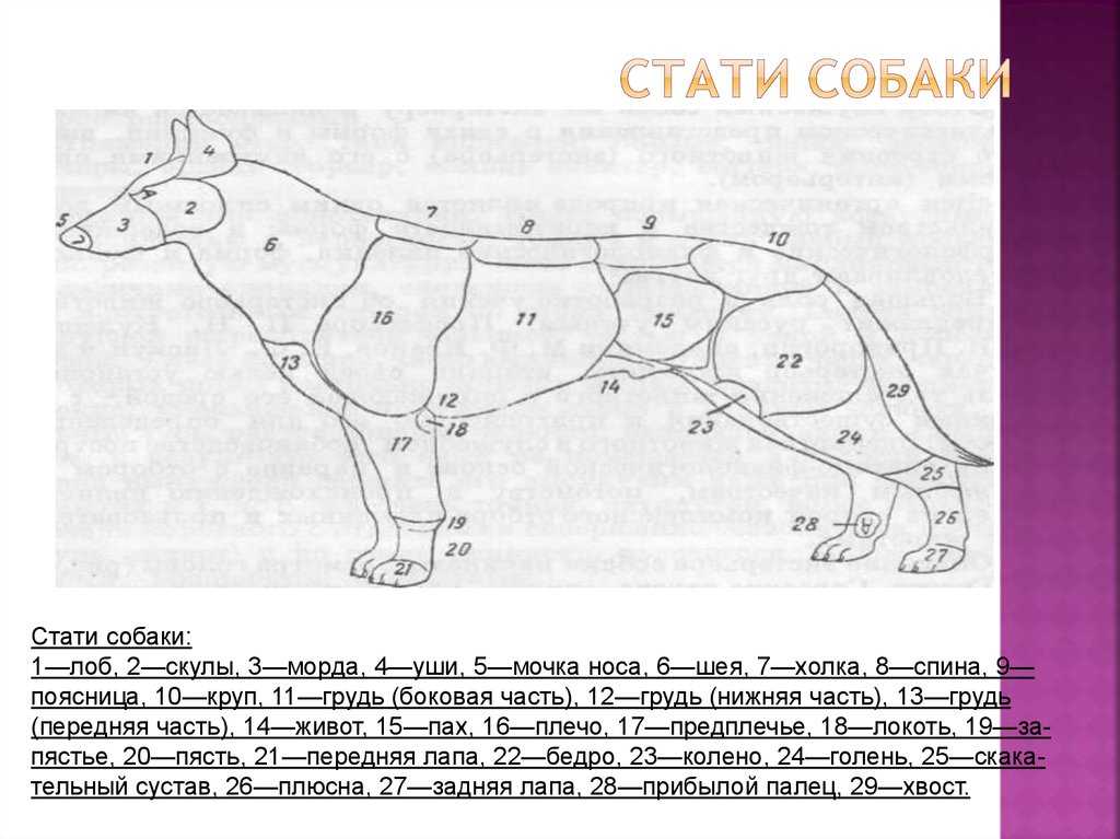 Описание холки у кошек: где это место и зачем это необходимо знать