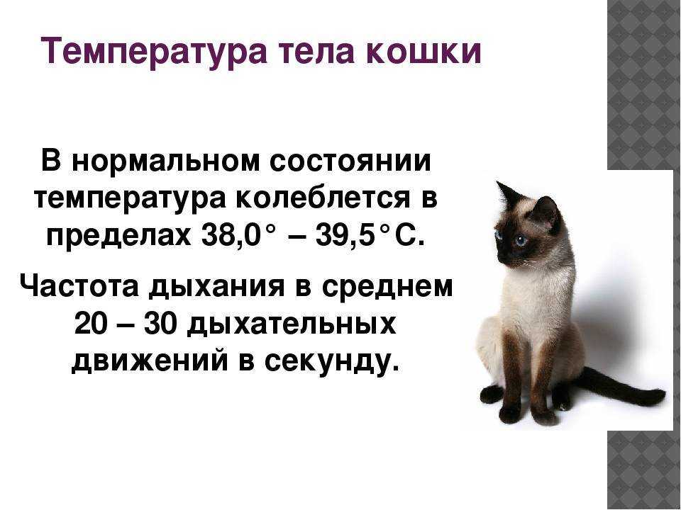 Какой должен быть нос у кошки: мокрый, холодный, сухой, горячий