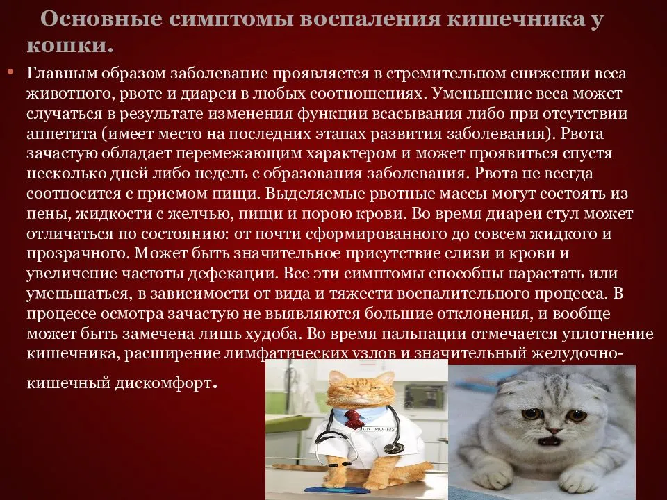 Пульс у кошек: какой в норме, сколько ударов в минуту, как проверить чсс, температуру, дыхание, почему бьется быстро сердце