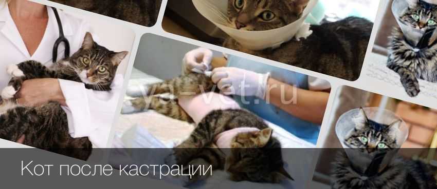 Осложнения после кастрации кота: причины, виды, симптомы и лечение, когда нужно обратиться к врачу