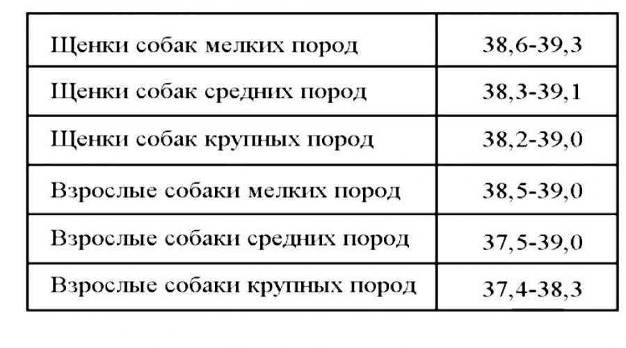 Как померить температуру собаке в домашних условиях