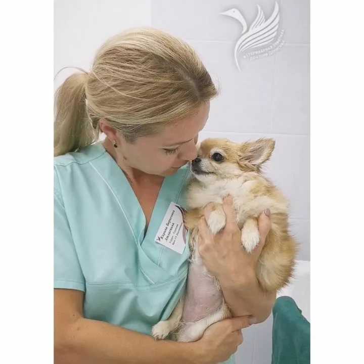 Что делать, если у собаки заболело горло – vetdocs