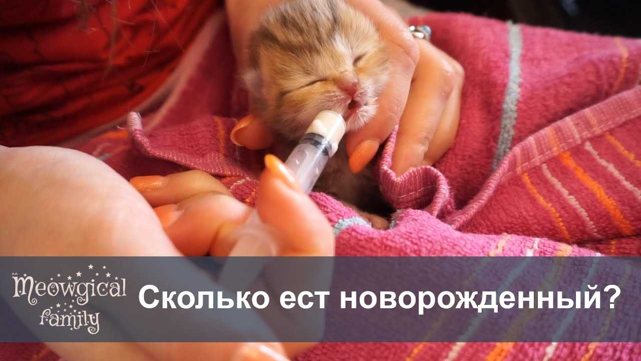 Новорожденные котята: все нюансы сложного процесса кормления