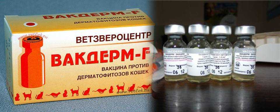 Вакдерм для кошек: цена, отзывы, описание состава и показания к применению вакцины