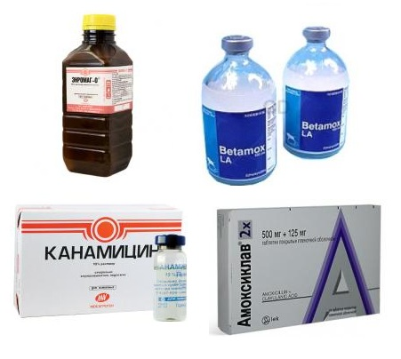 Какие антибиотики можно давать коту?