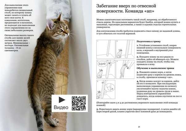 Как дрессировать кота или кошку, дрессировка котёнка