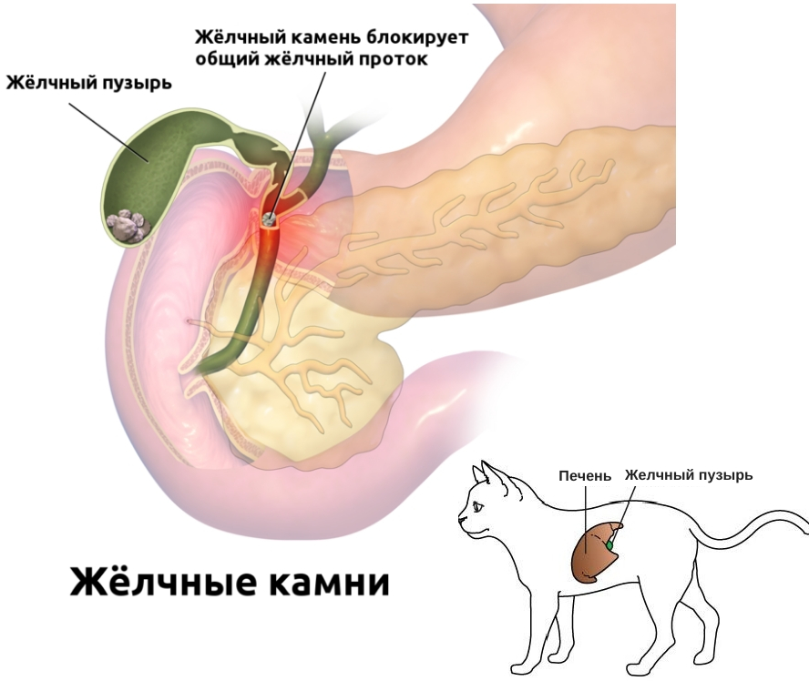 Холецистит у кошек. причины появления холецистита. симптомы болезни печени. методы лечения холецистита у кошек.