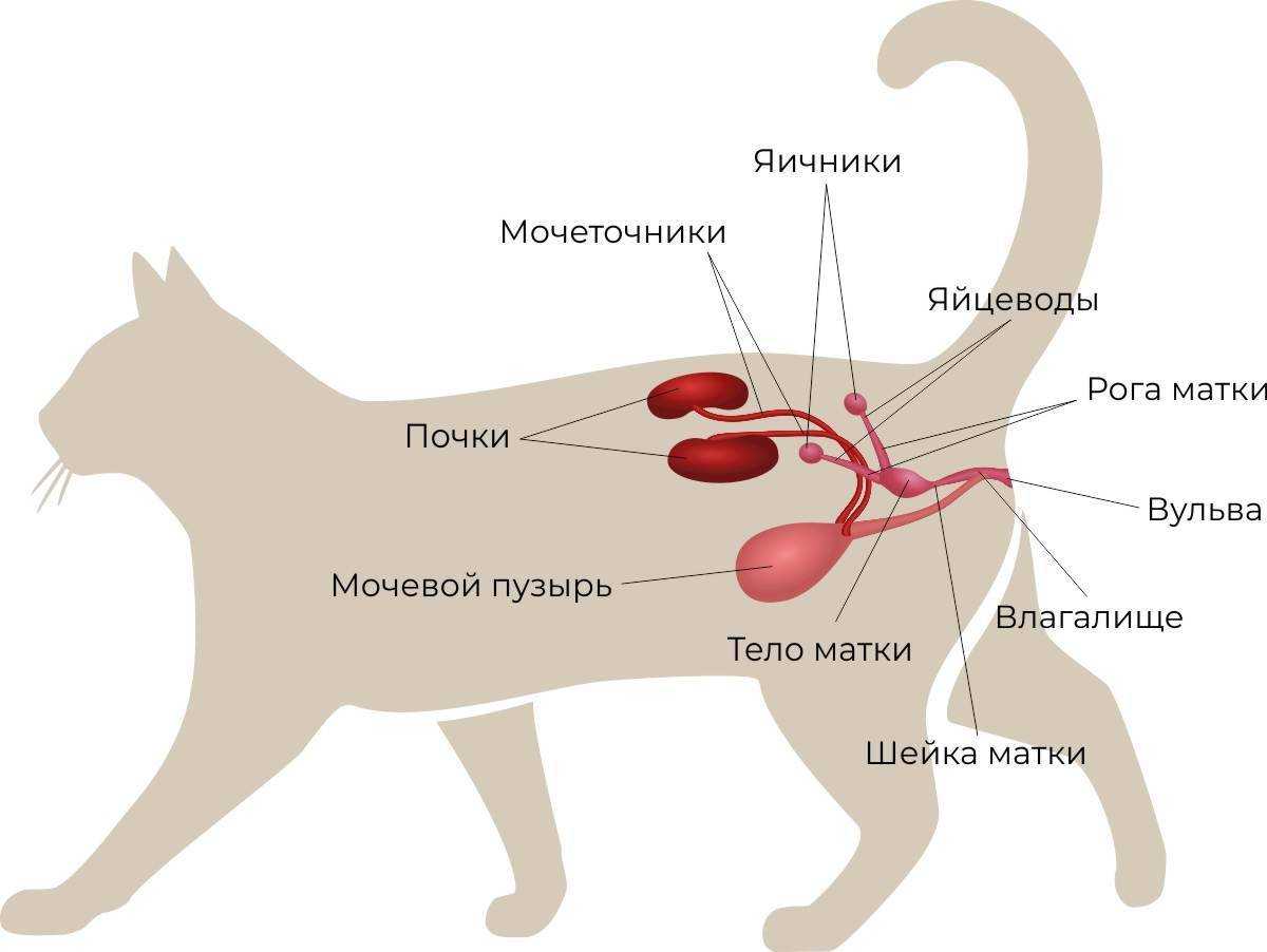 7 самых частых заболеваний у кошек связанных с печеночной недостаточностью