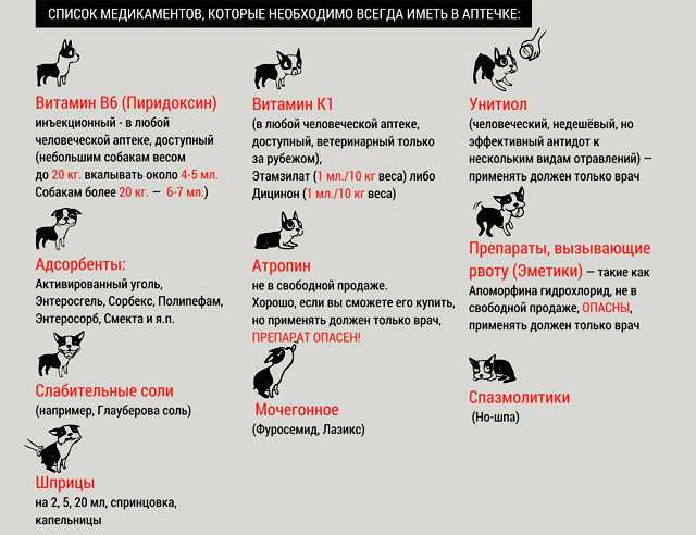Как вызвать рвоту у собаки при отравлении, в домашних условиях - zoosecrets