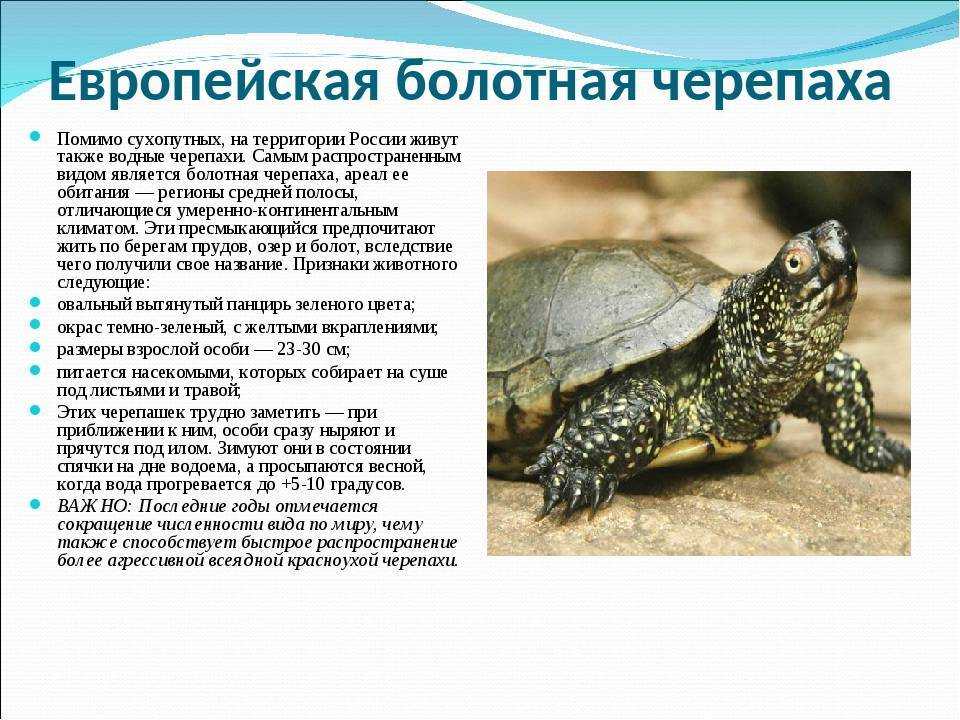 Чем кормить красноухую черепаху, что ест водная черепаха