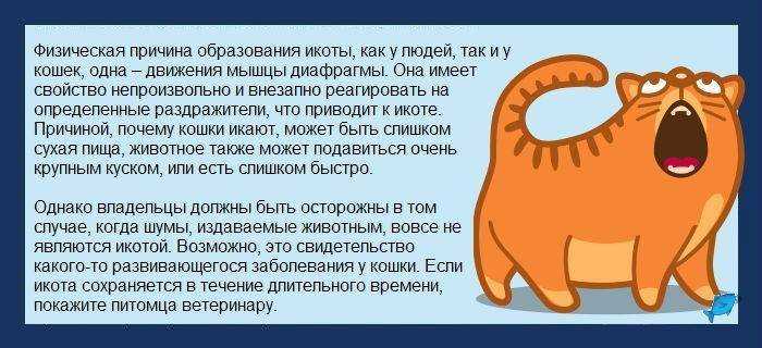 Пердят ли кошки, почему коты не пукают?