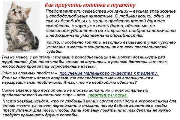 Почему кот катается на попе. почему кошка ездит на попе: выясняем причины недомогания