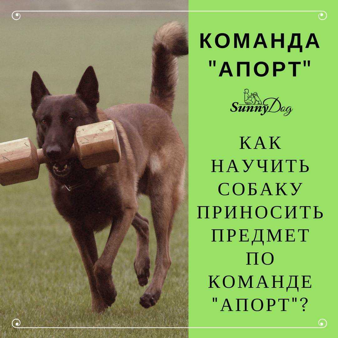 Как научить собаку приносить палку, игрушку, учим собаку бегать за палкой по команде принеси - dogtricks.ru