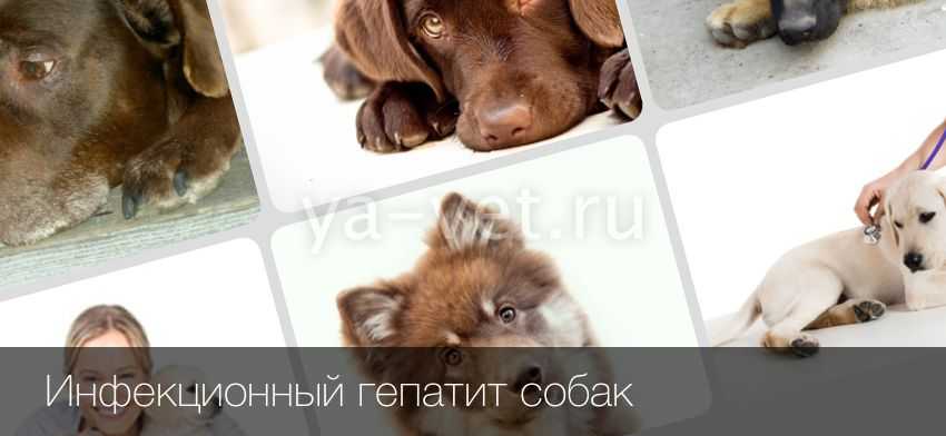 Желтуха у животных: признаки и причины