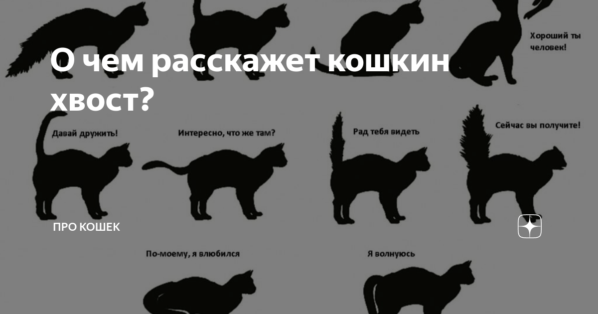 Настроение кота по хвосту — как понять?