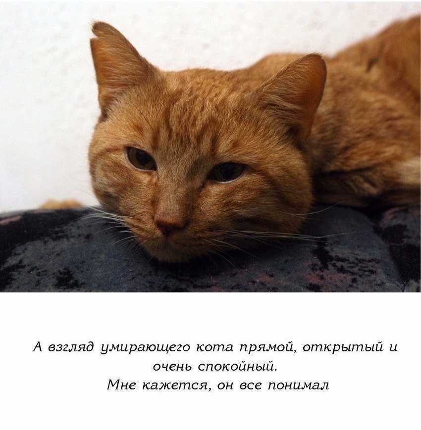 Как понять, что кошка скоро умрёт