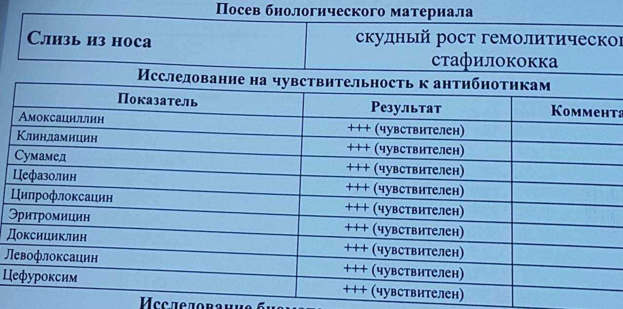 Кокковая инфекция у кошки
