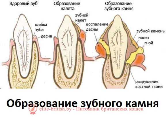 Болезни зубов у кошек: все, что необходимо знать заботливому хозяину - все о породах кошек с описанием, фотографиями и названиями.все о породах кошек с описанием, фотографиями и названиями.
